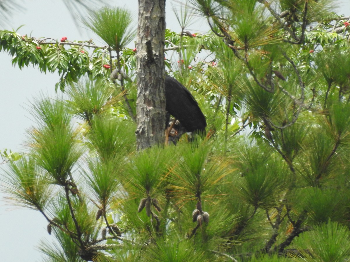 Great Black Hawk - ML642890693