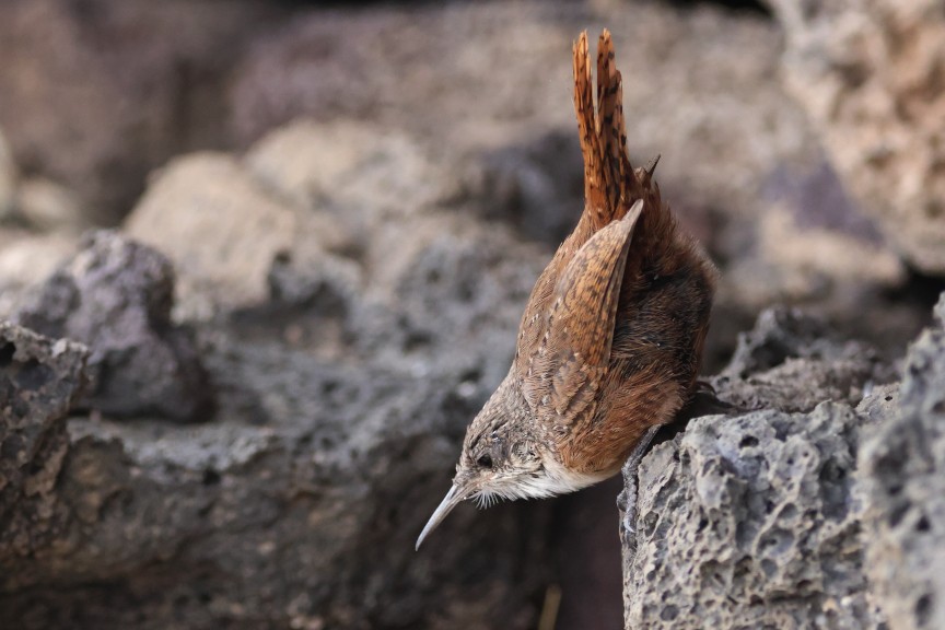 Canyon Wren - ML642890696
