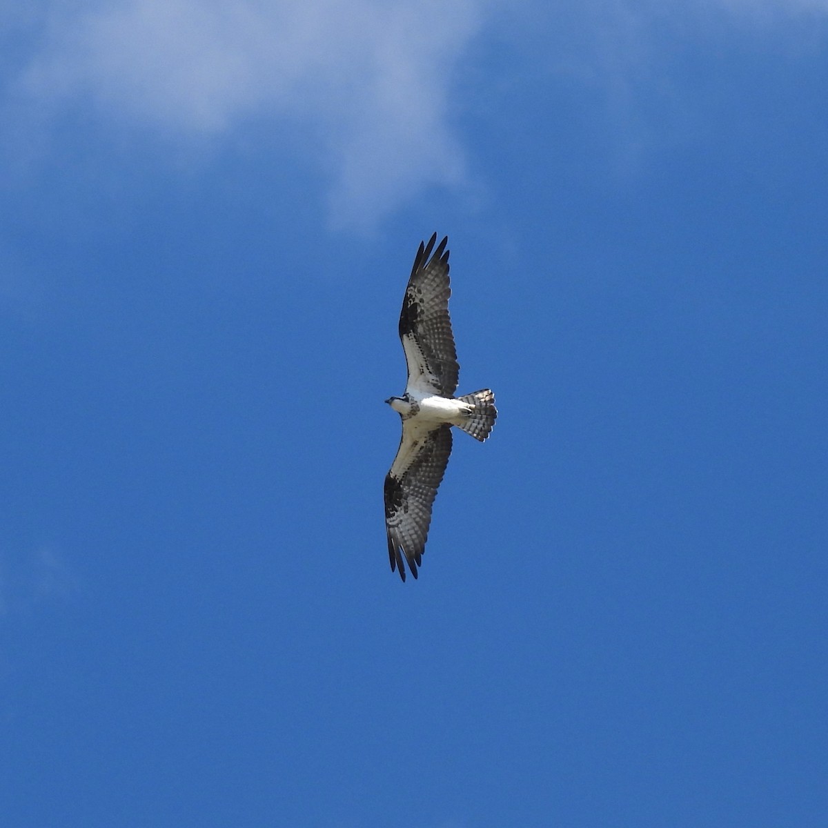 Osprey - ML642890699