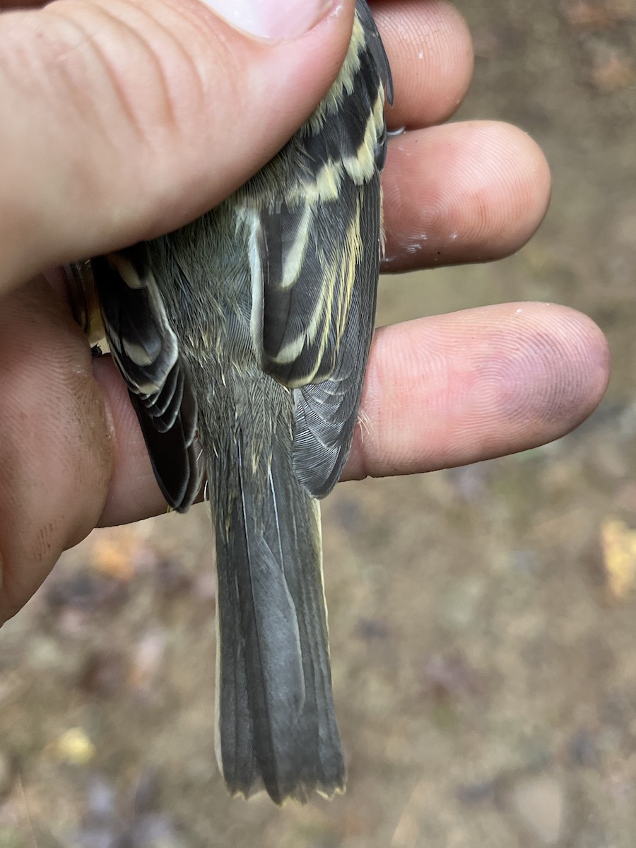 Yellow-bellied Flycatcher - ML642890703