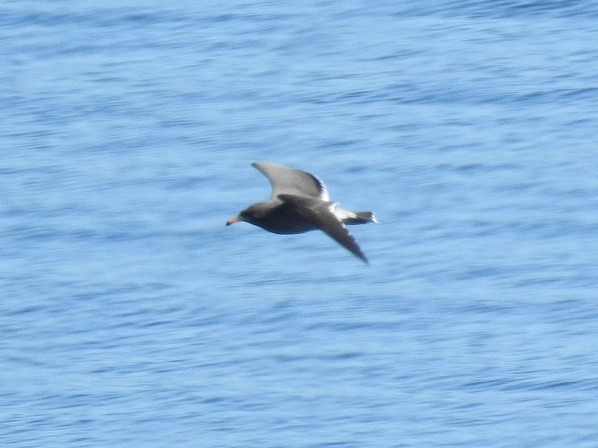 Heermann's Gull - ML642890709