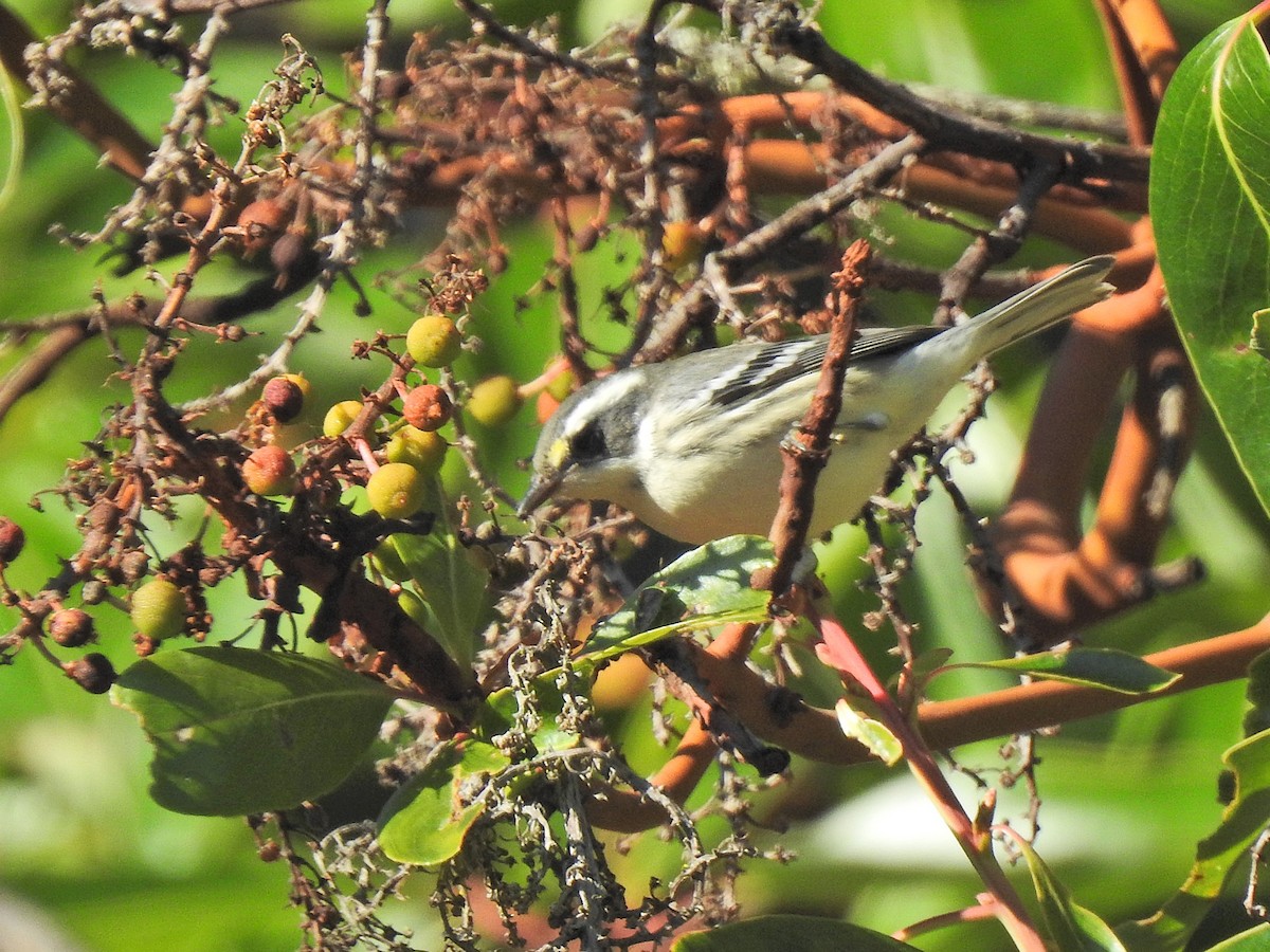 Black-throated Gray Warbler - ML642890716