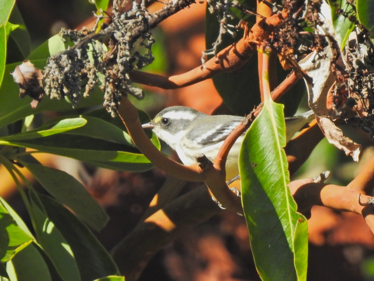 Black-throated Gray Warbler - ML642890720