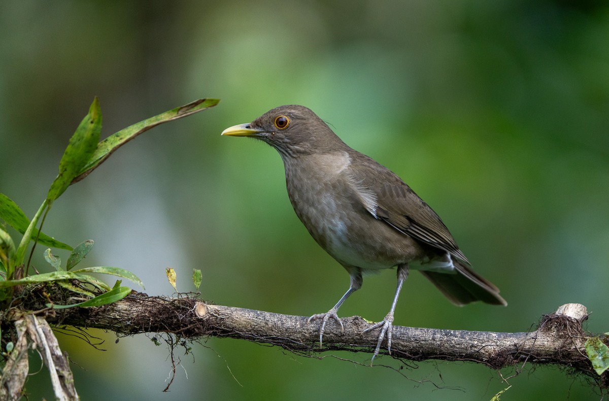 Ecuadorian Thrush - ML642890724