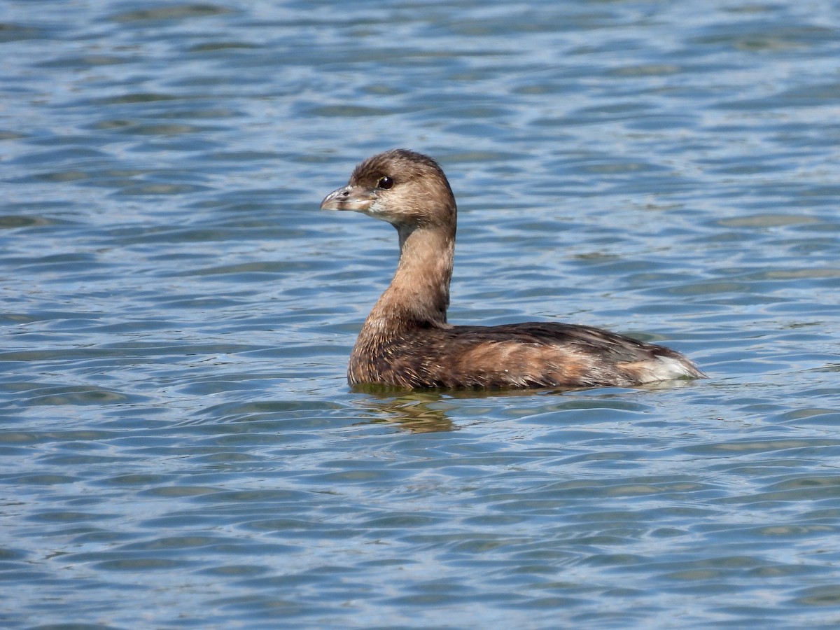 Pied-billed Grebe - ML642890727