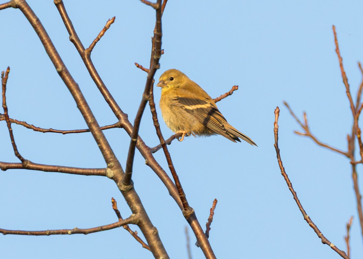 American Goldfinch - ML642890731