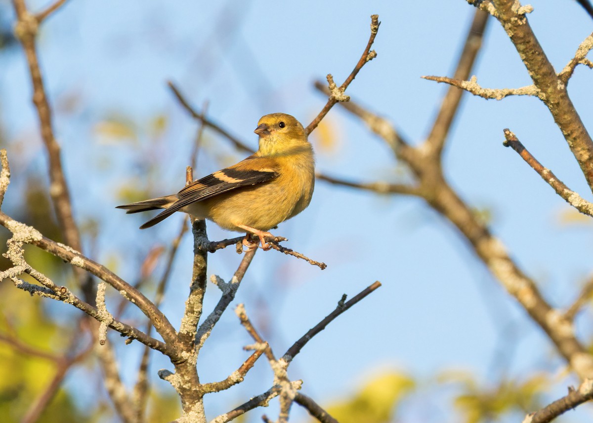 American Goldfinch - ML642890733