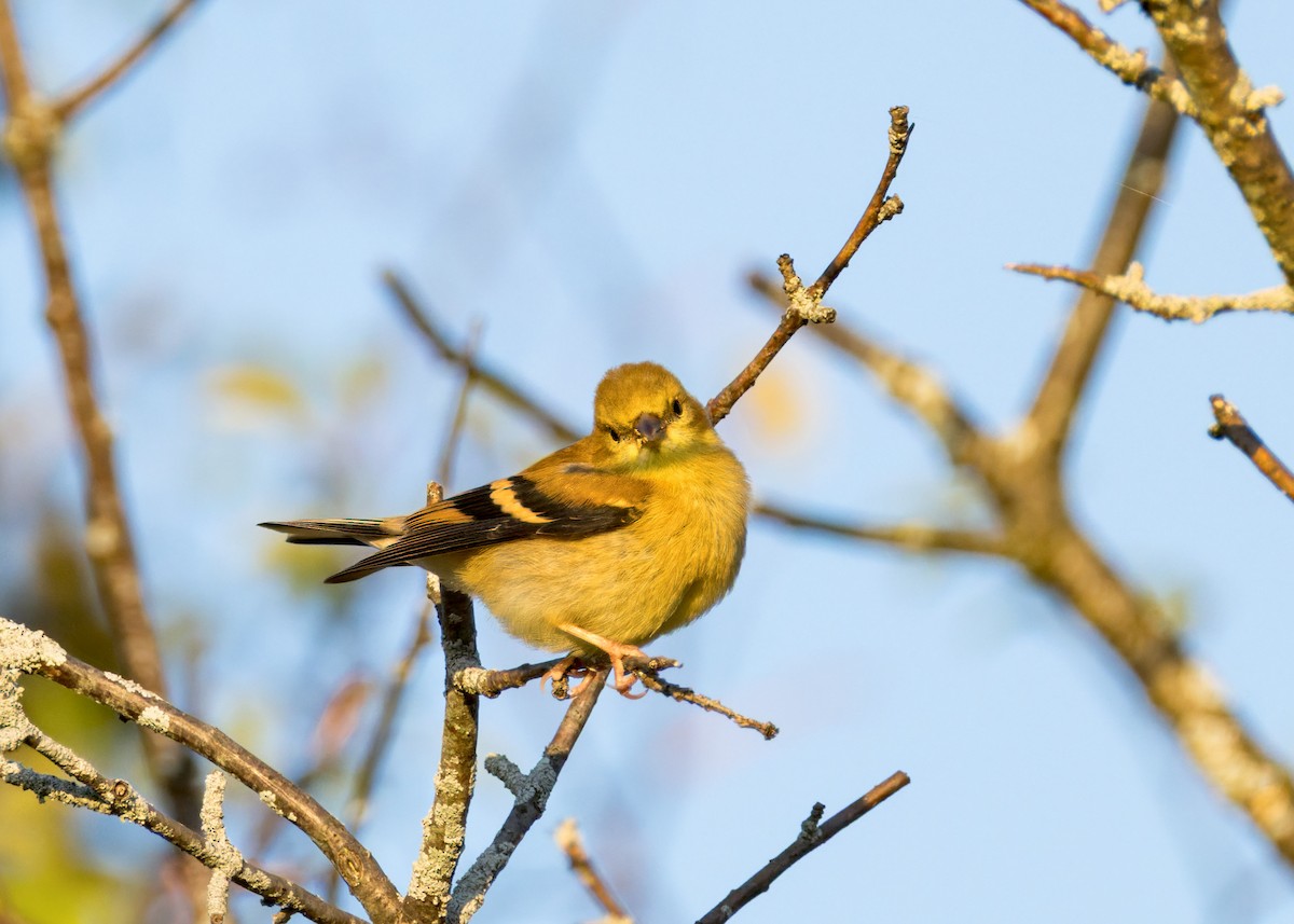 American Goldfinch - ML642890737