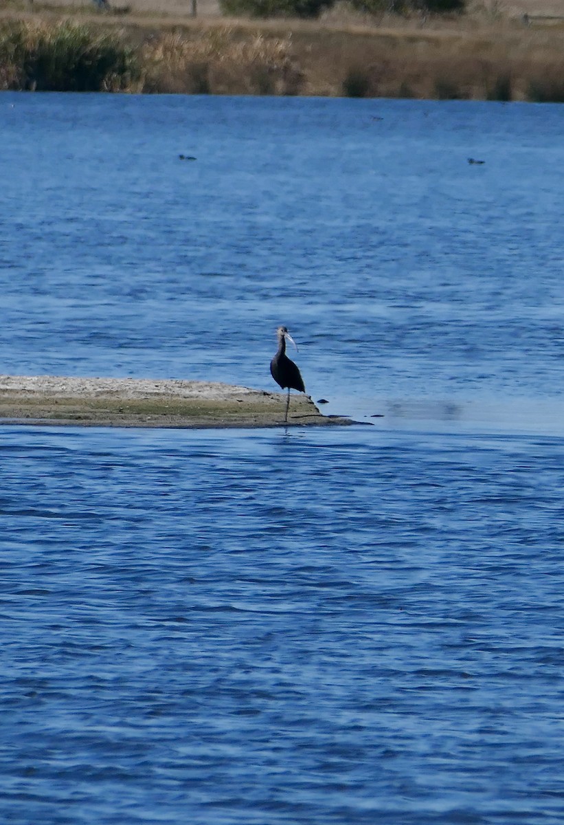 hvitgrimeibis - ML642890761