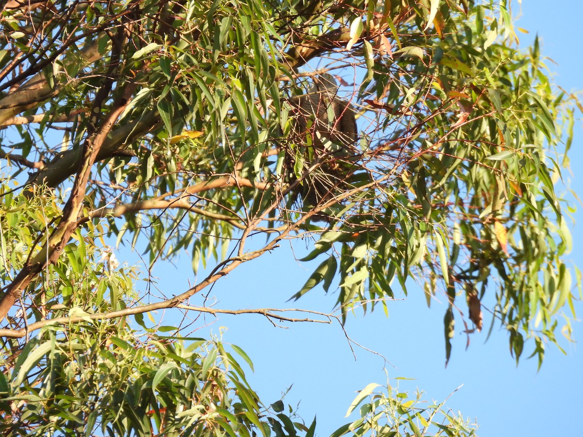 australbaza - ML642890766
