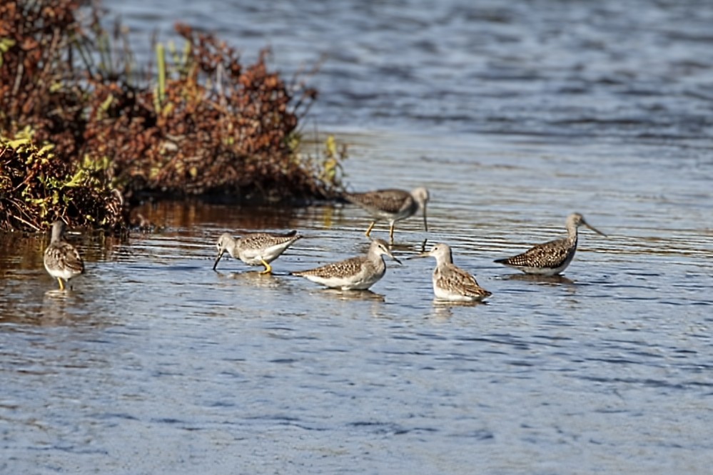 plystresnipe - ML642890770