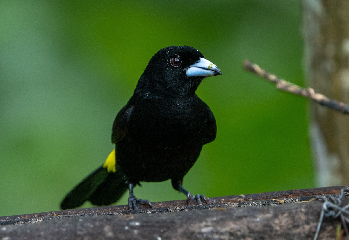 Flame-rumped Tanager - ML642890783