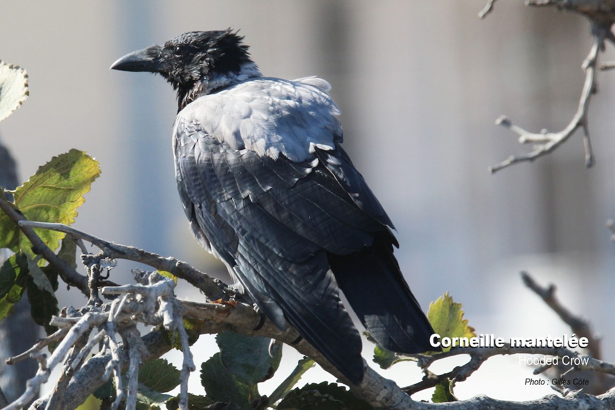 Nebelkrähe - ML642890784