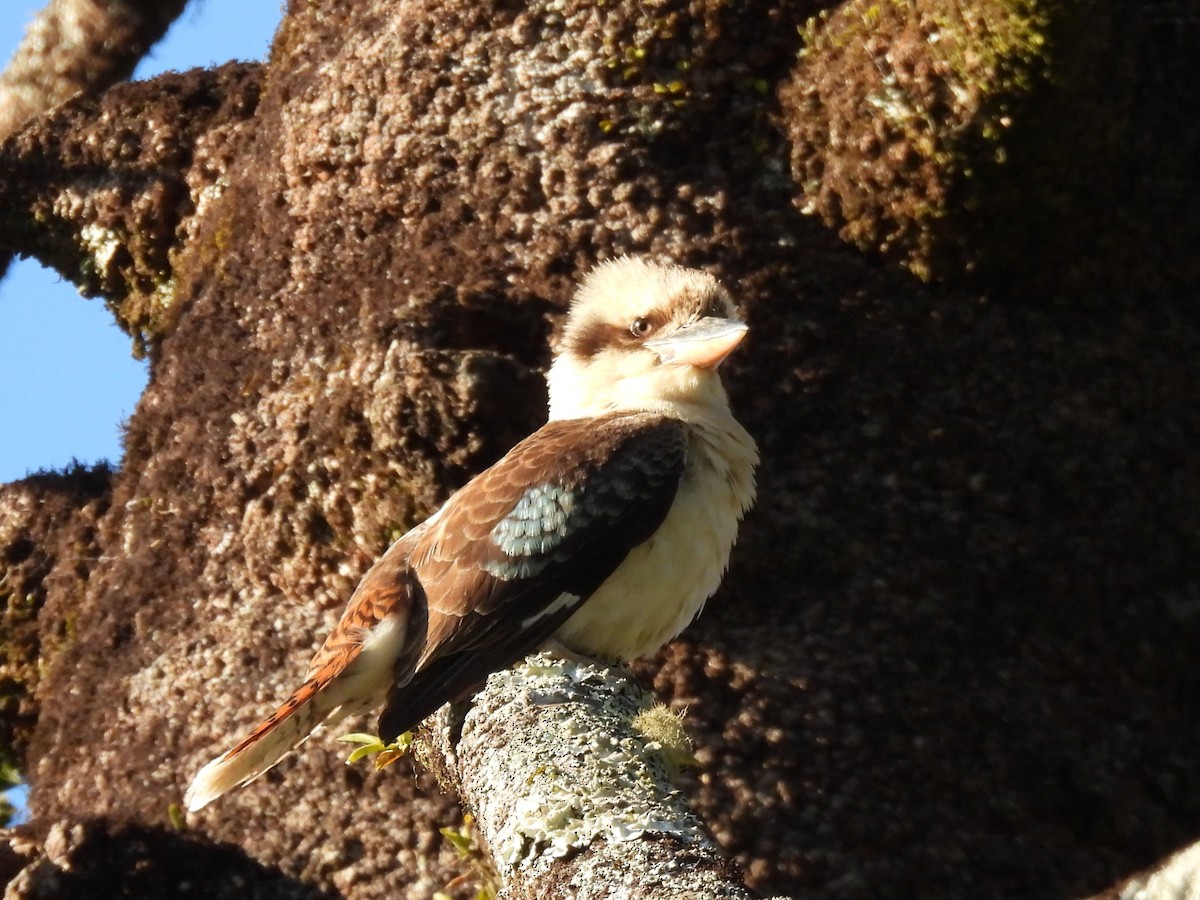 Laughing Kookaburra - ML642890796