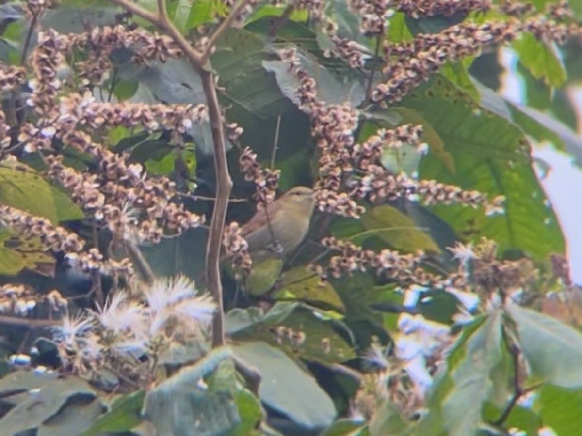 Russet Antshrike - ML642890800