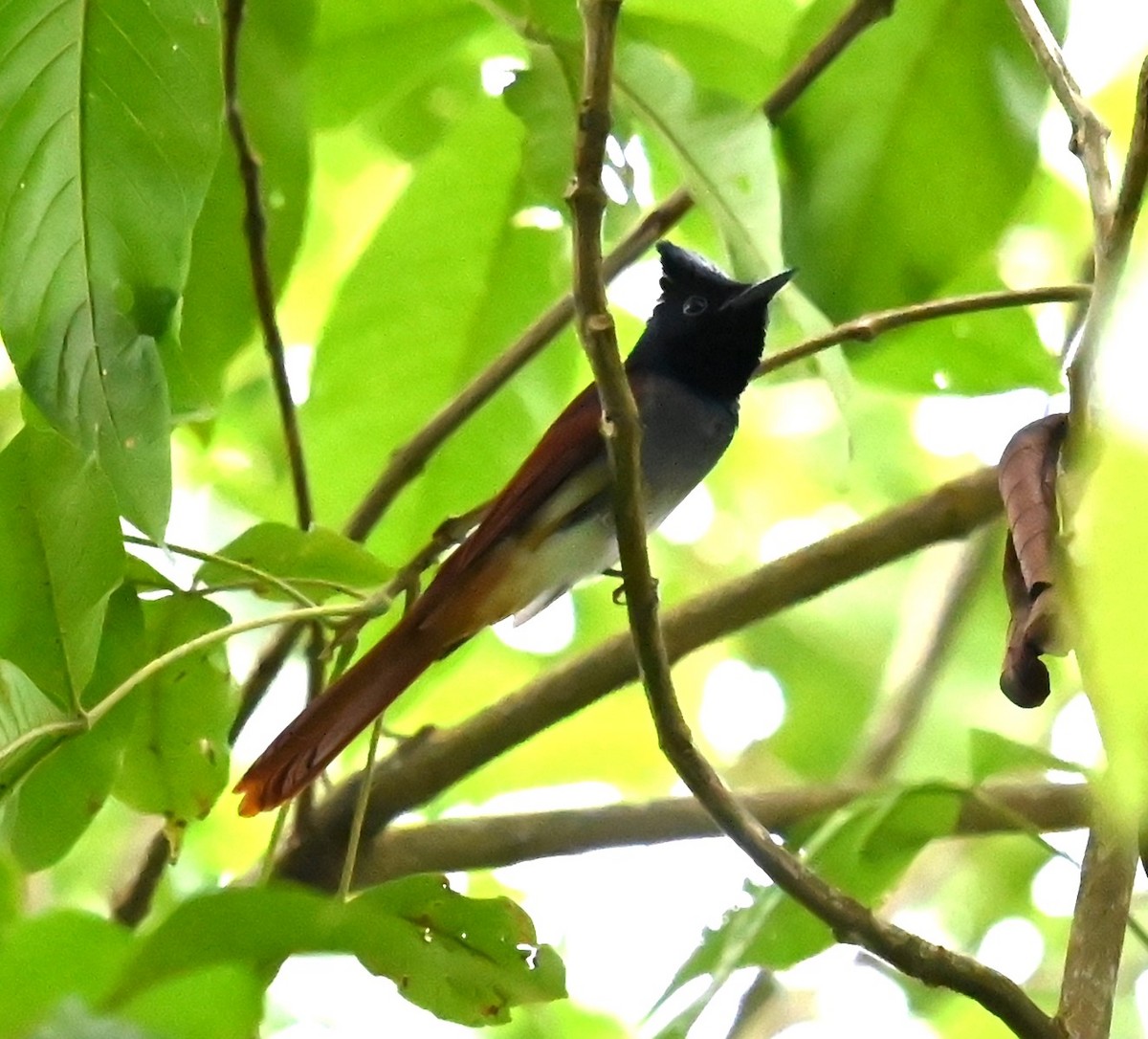 Amur Paradise-Flycatcher - ML642890801