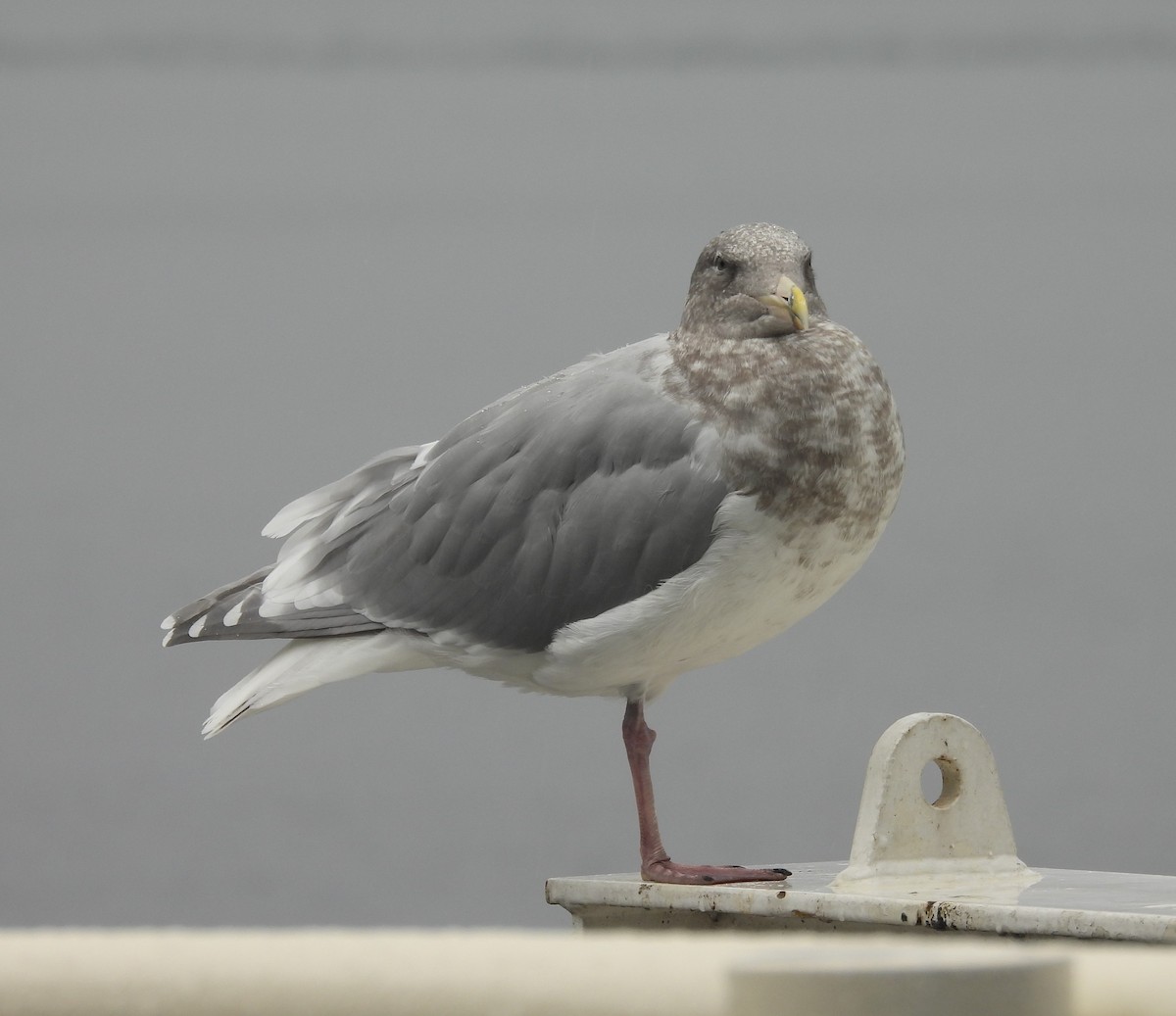 Glaucous-winged Gull - ML642890802