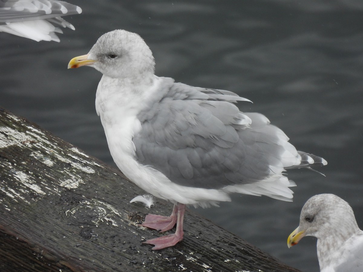 Glaucous-winged Gull - ML642890803