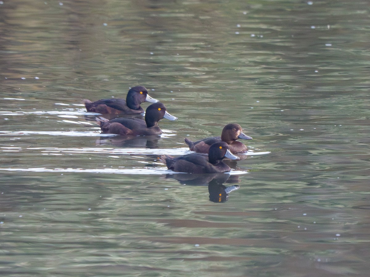 New Zealand Scaup - ML642890809