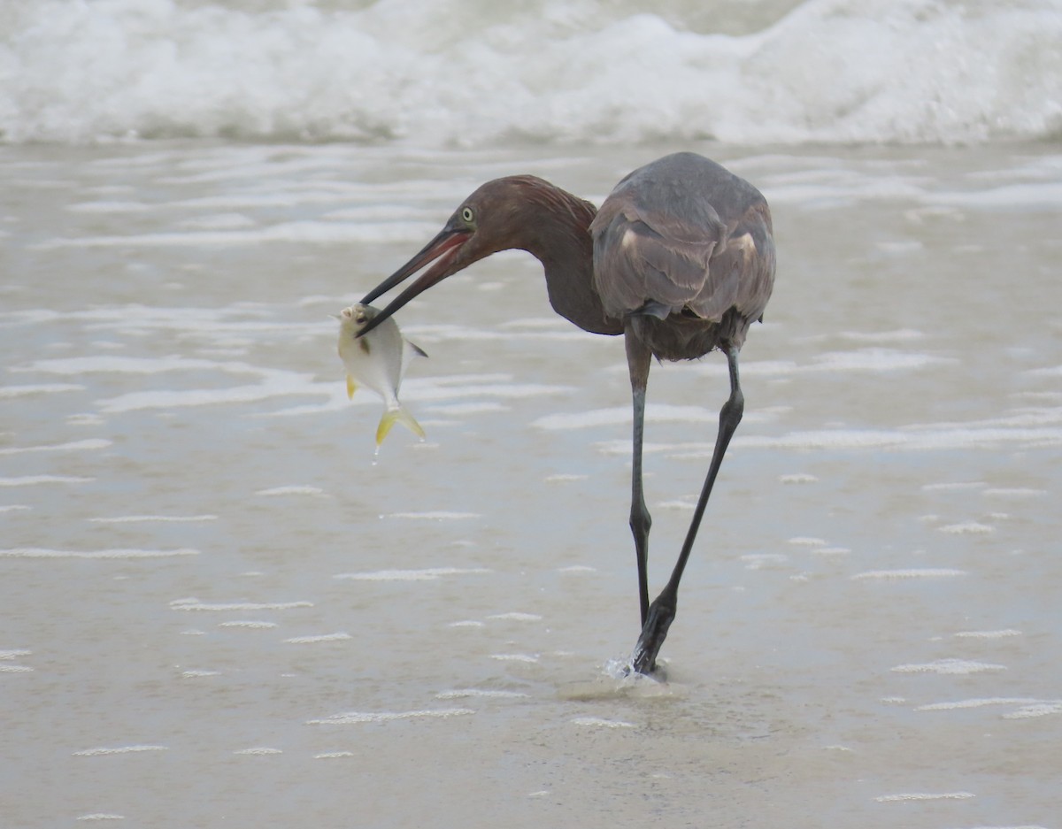 Reddish Egret - ML642890813