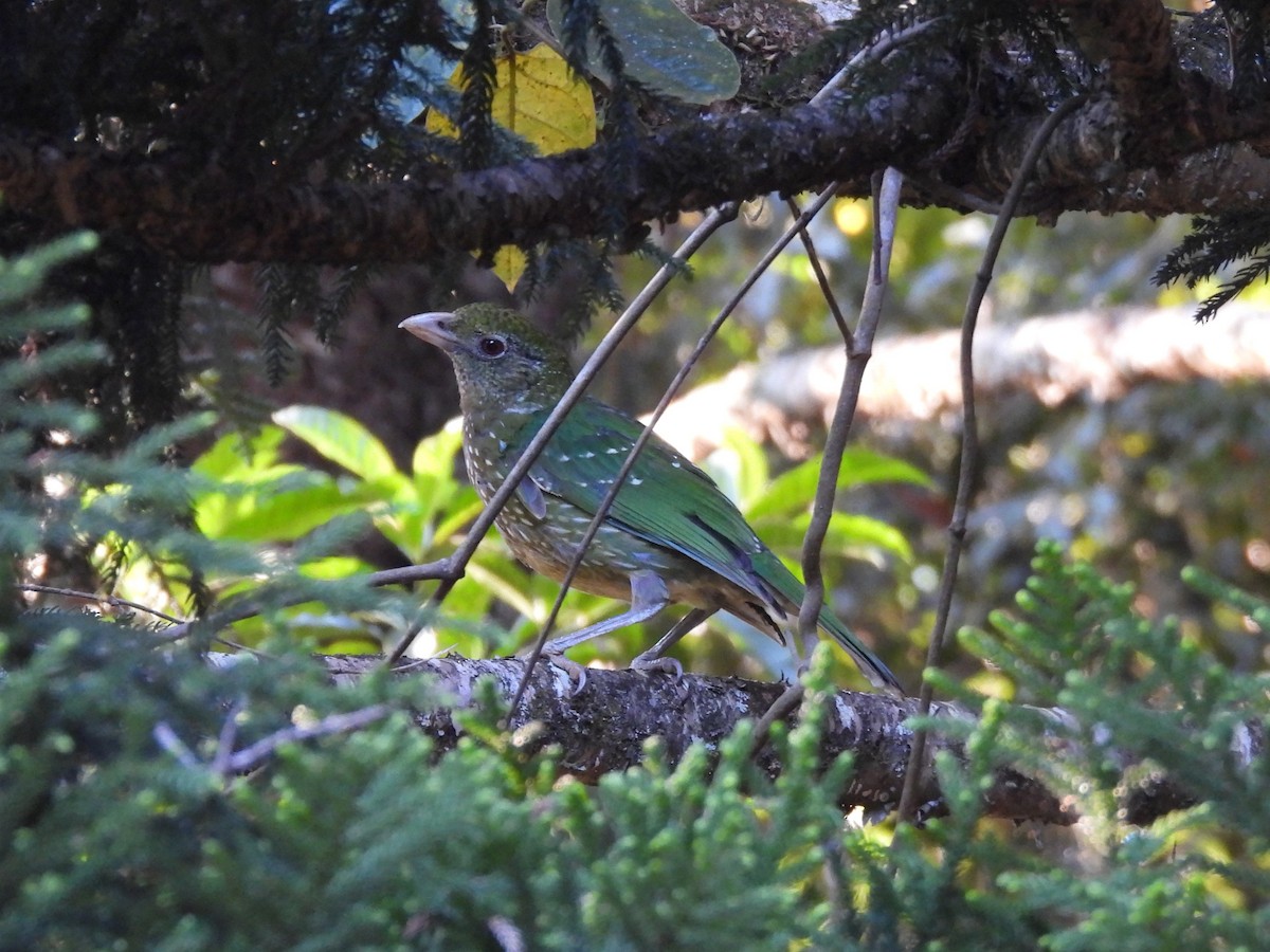 Green Catbird - ML642890814