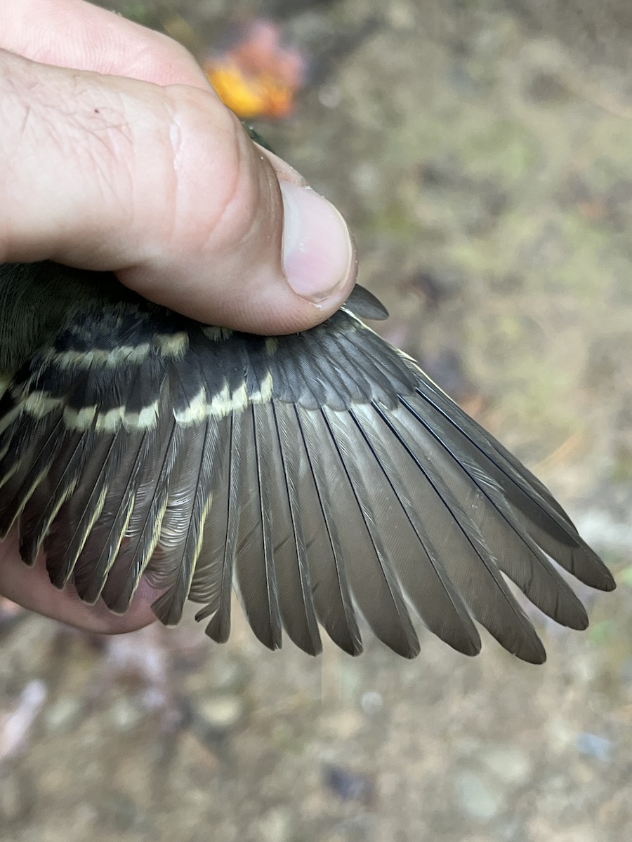 Yellow-bellied Flycatcher - ML642890816