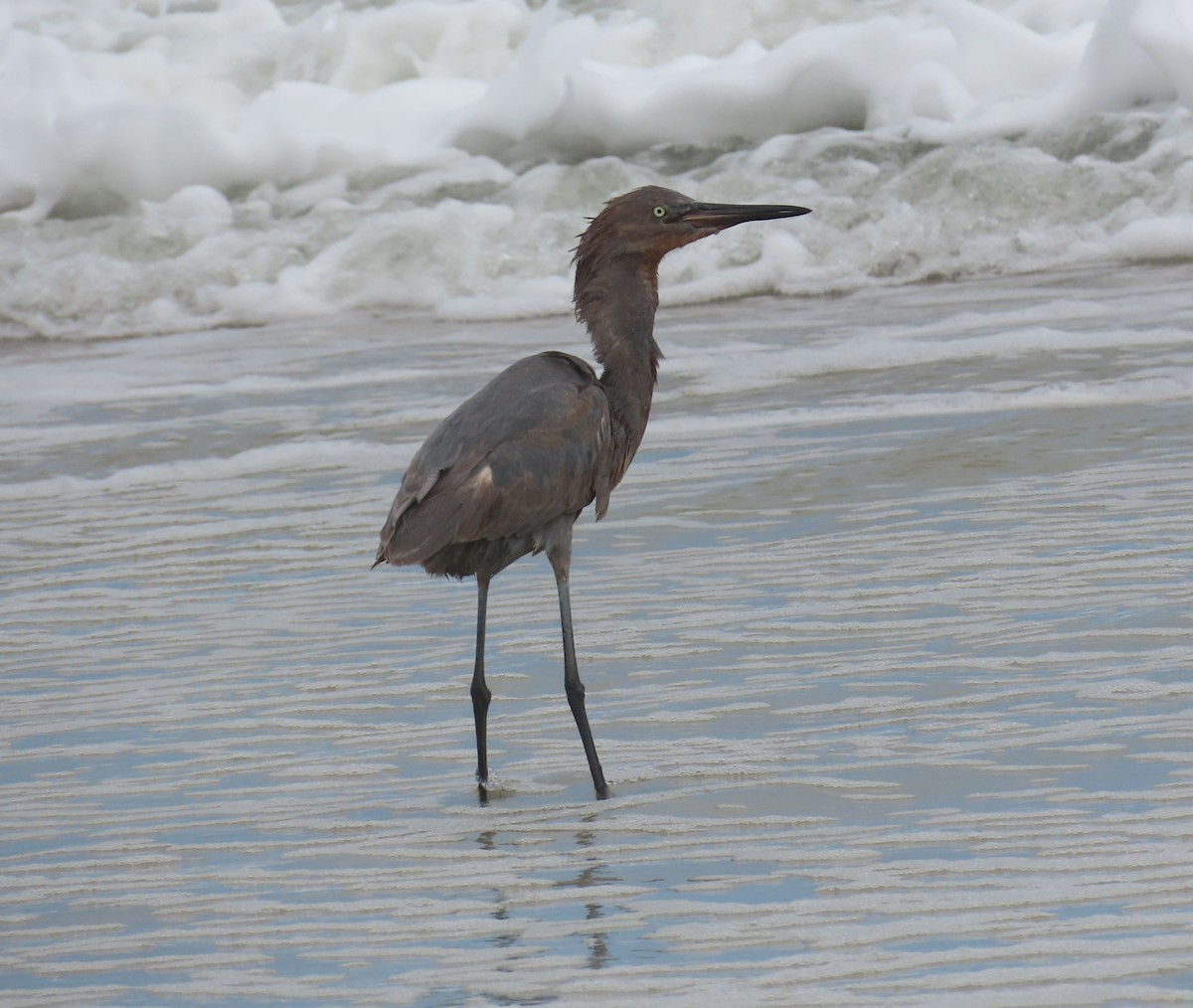 Reddish Egret - ML642890817
