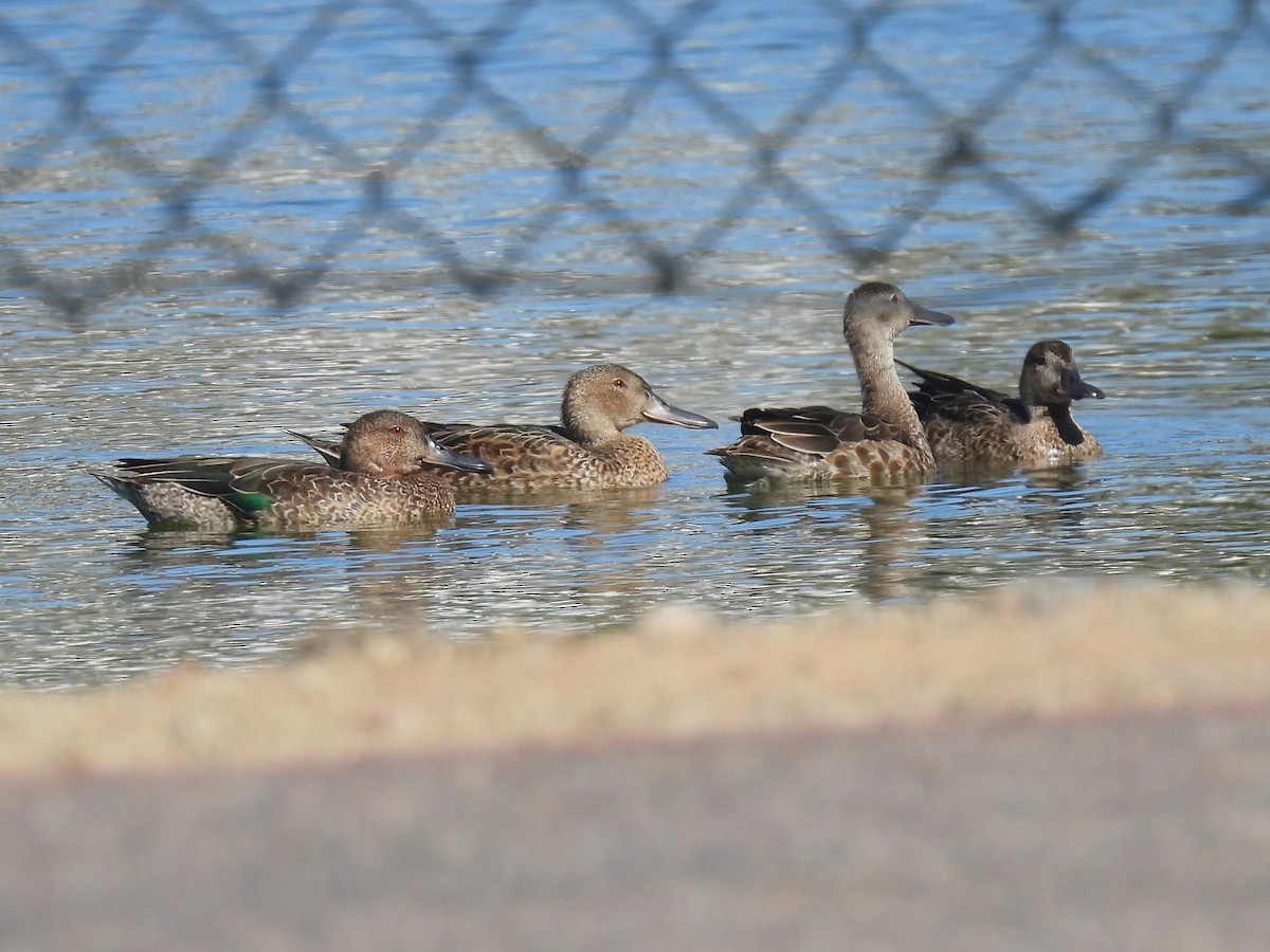 Cinnamon Teal - ML642890818
