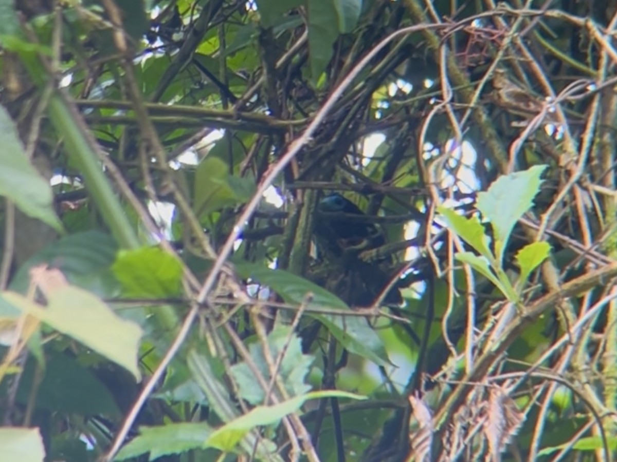 Bare-crowned Antbird - ML642890819