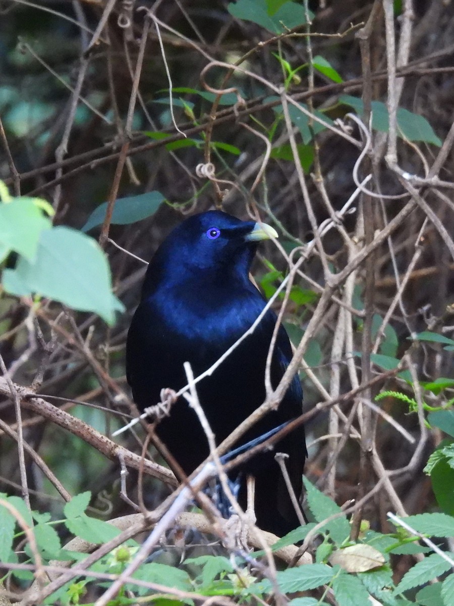 Satin Bowerbird - ML642890821