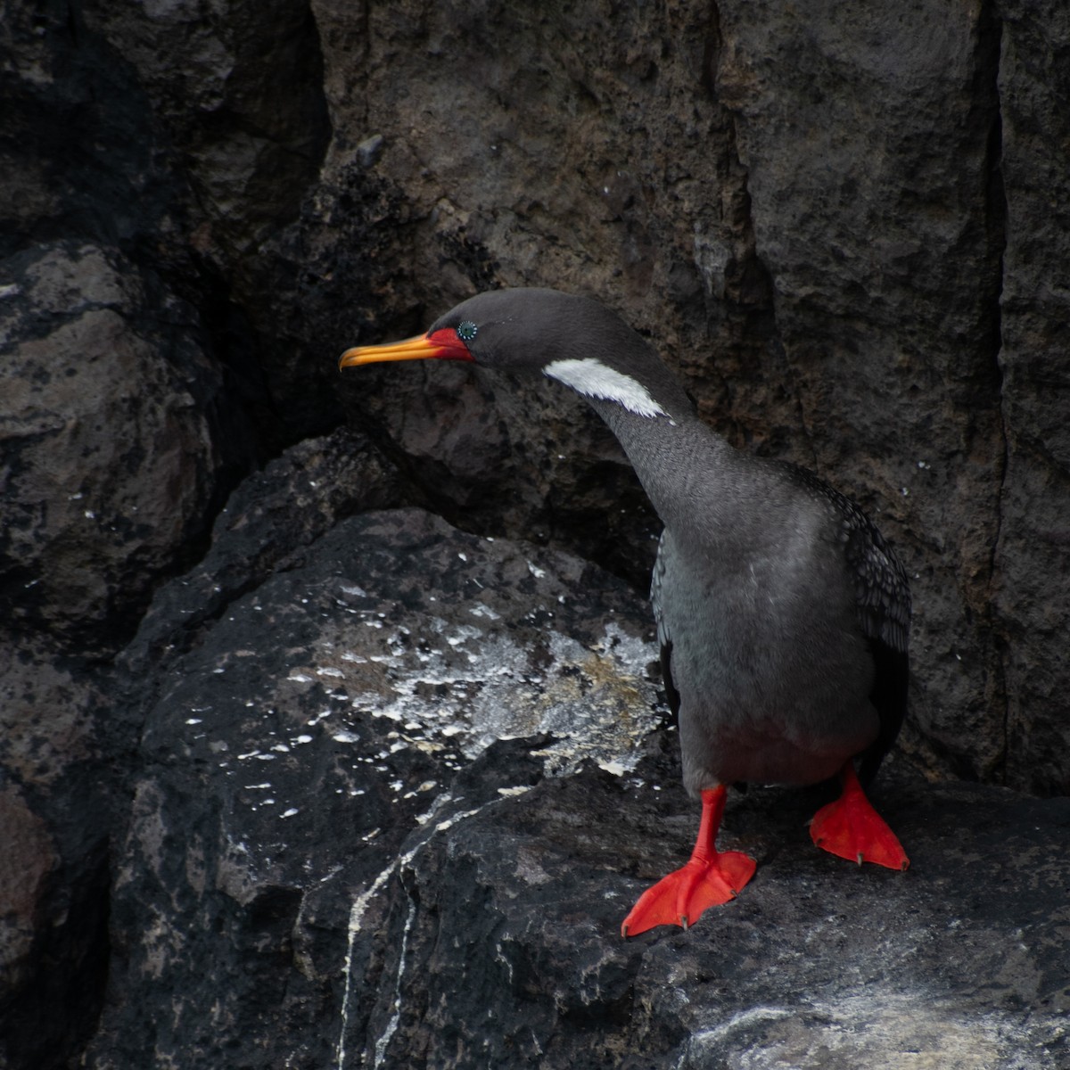 Red-legged Cormorant - ML642890822