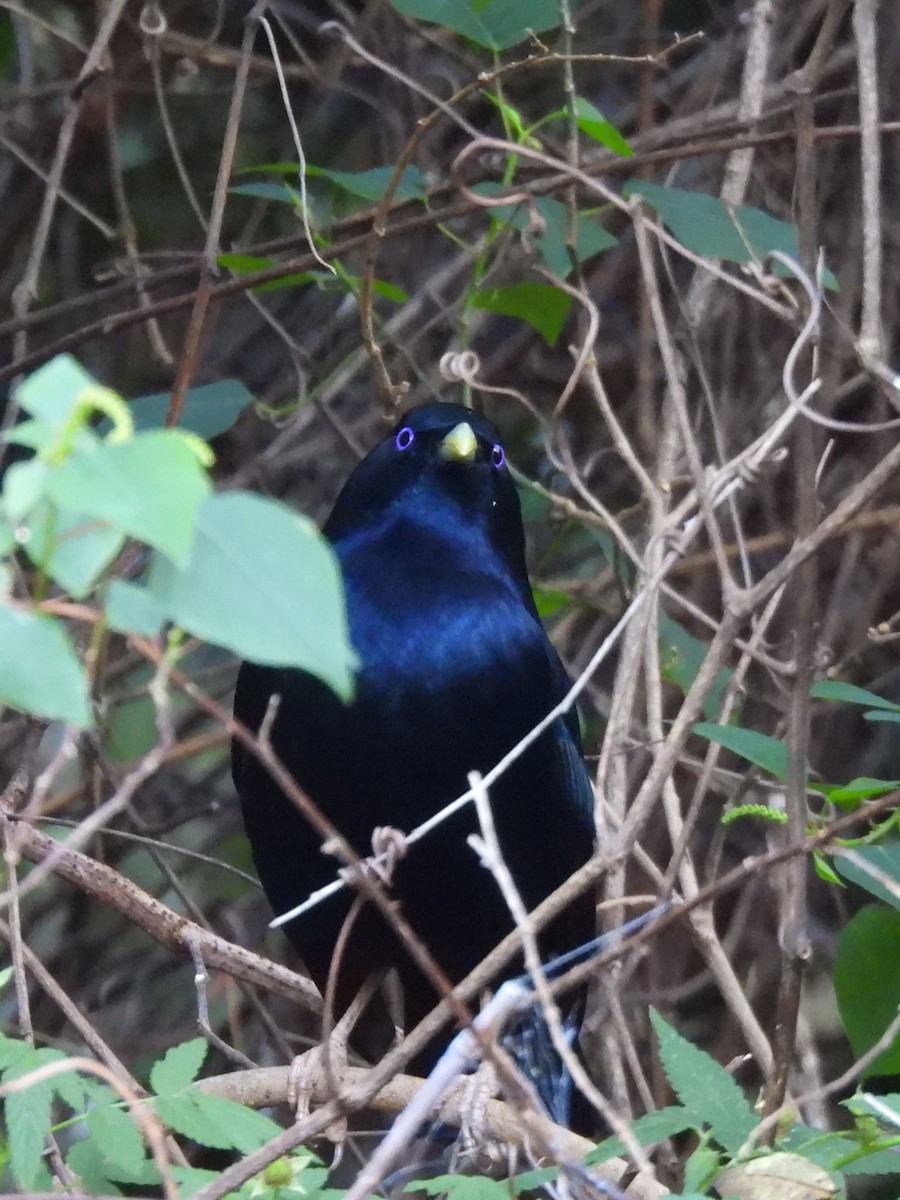 Satin Bowerbird - ML642890825