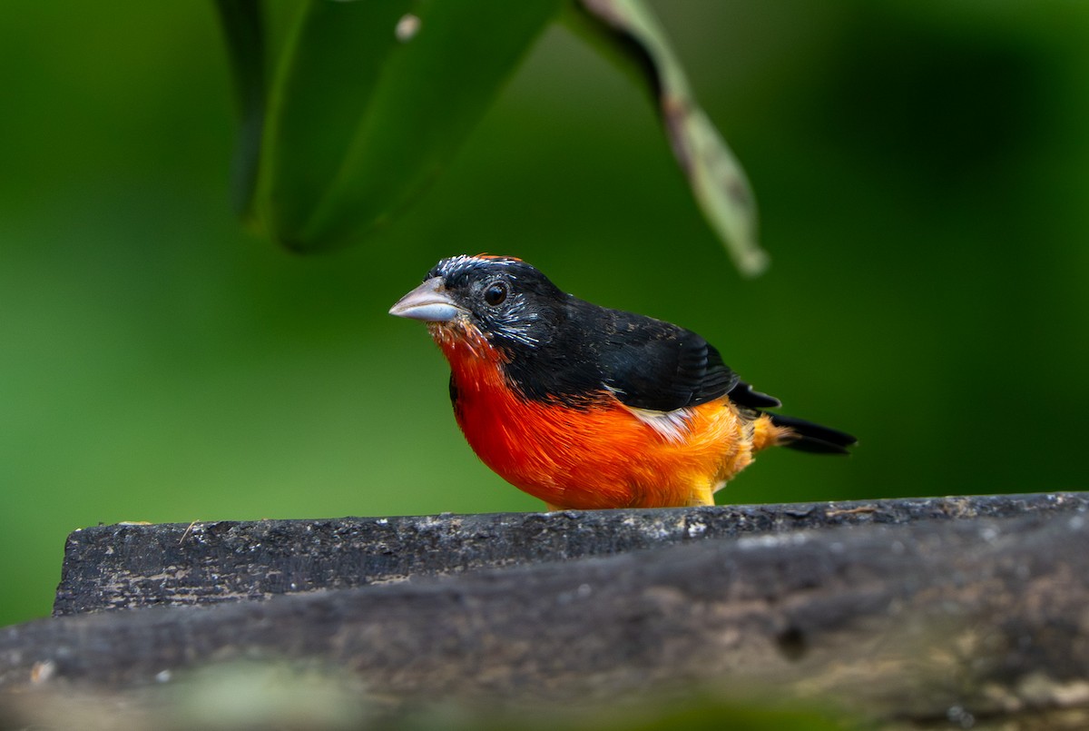 Crimson-breasted Finch - ML642890829