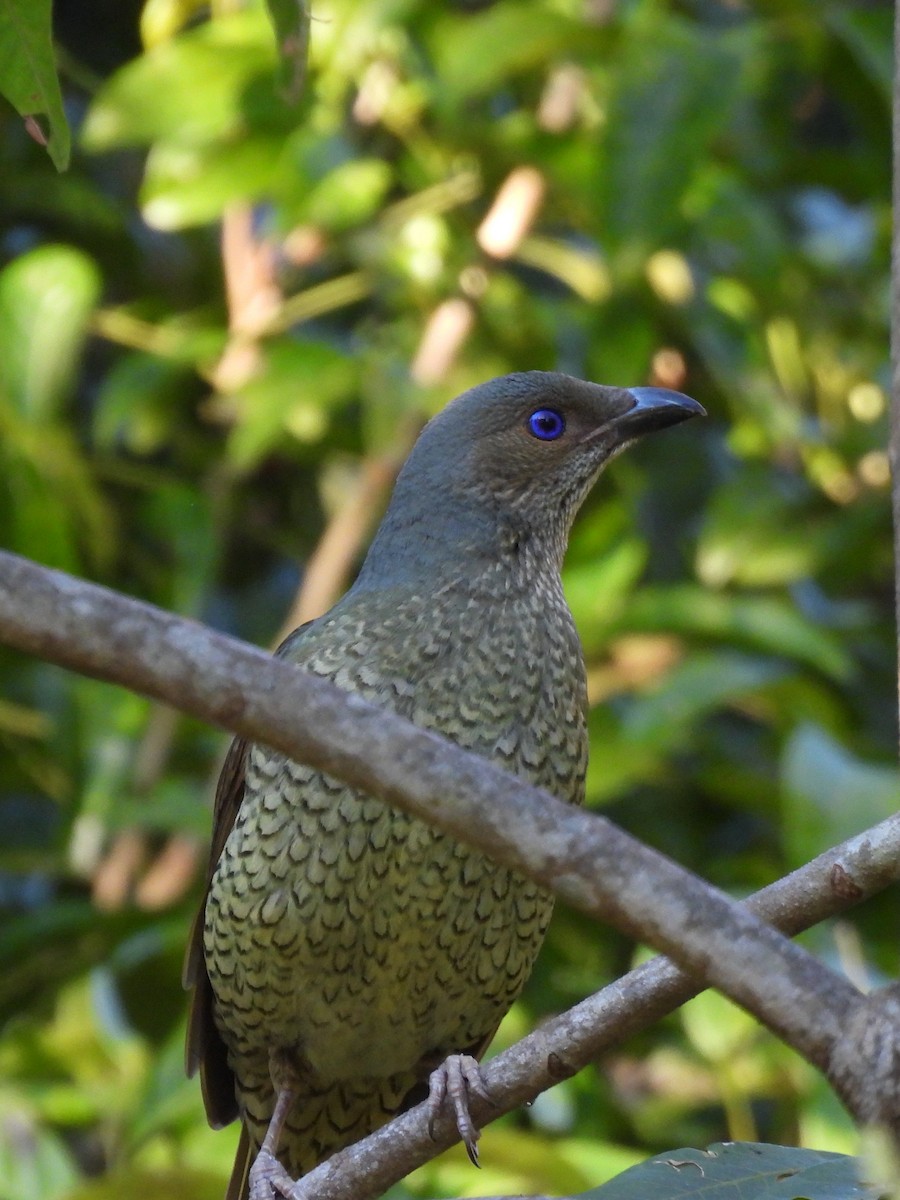 Satin Bowerbird - ML642890831