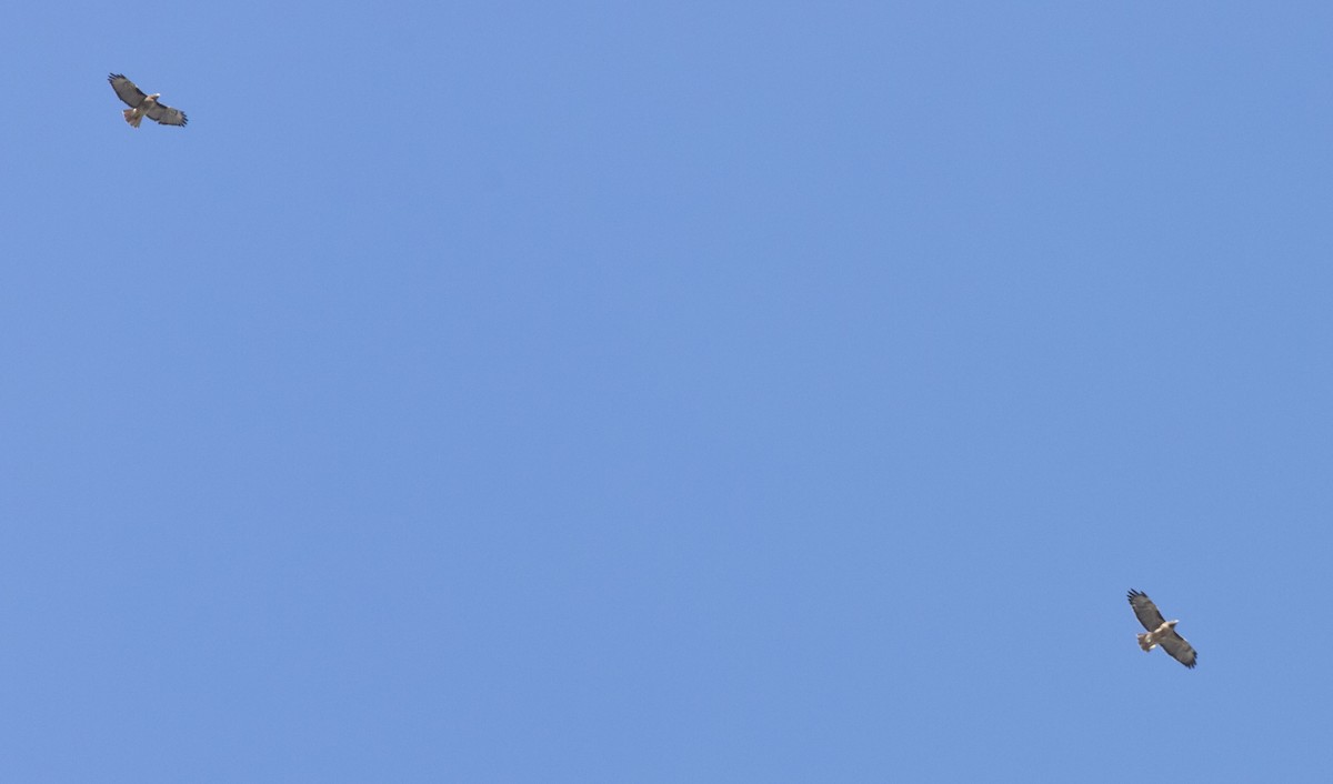 Red-tailed Hawk - ML642890834
