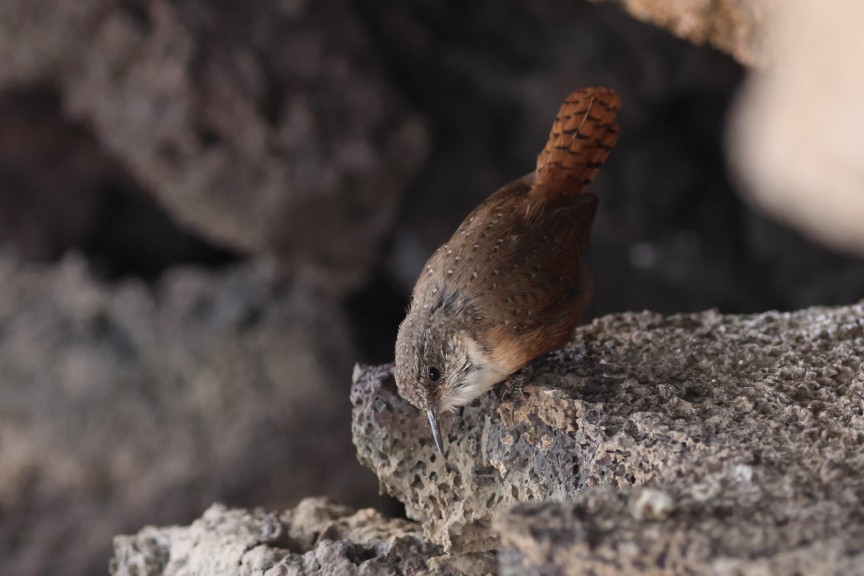 Canyon Wren - ML642890835