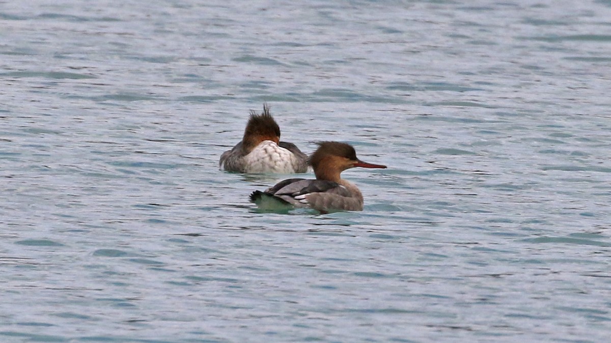 Red-breasted Merganser - ML642890842