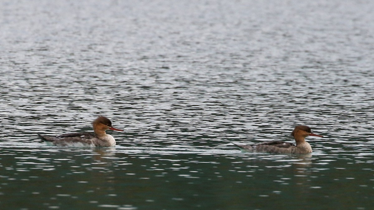 Red-breasted Merganser - ML642890843