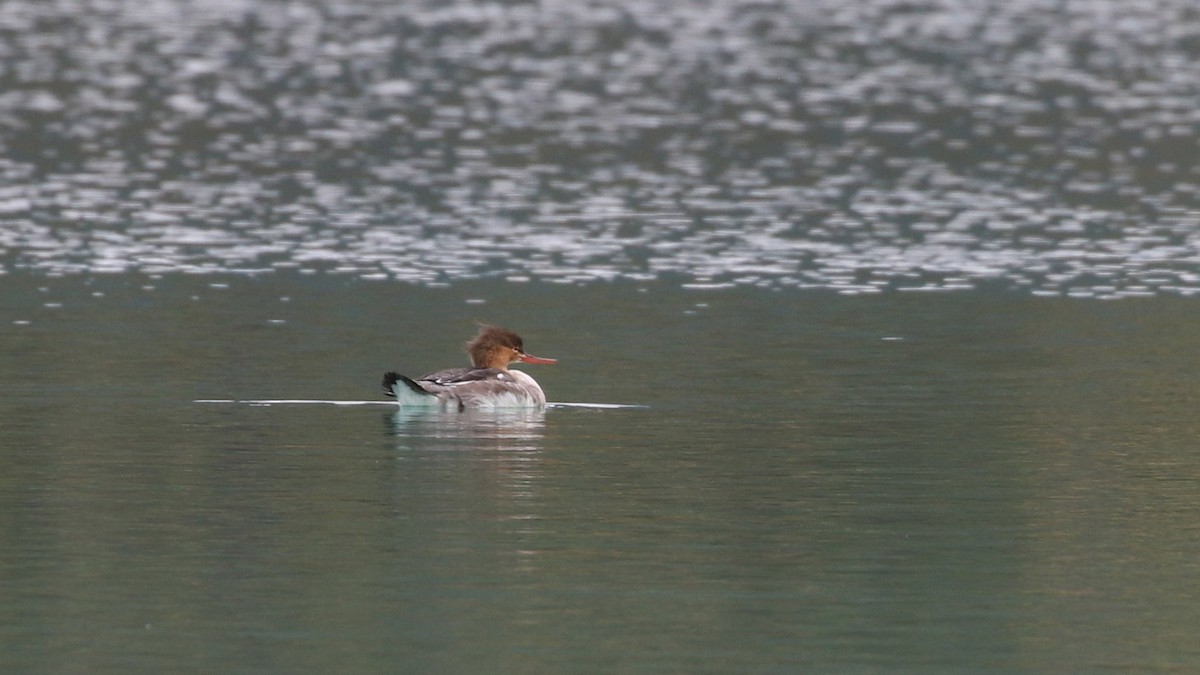 Red-breasted Merganser - ML642890844