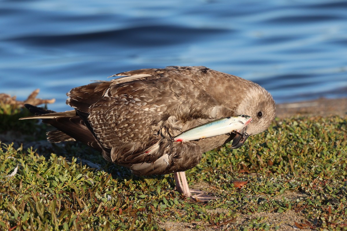 amerikagråmåke - ML642890847