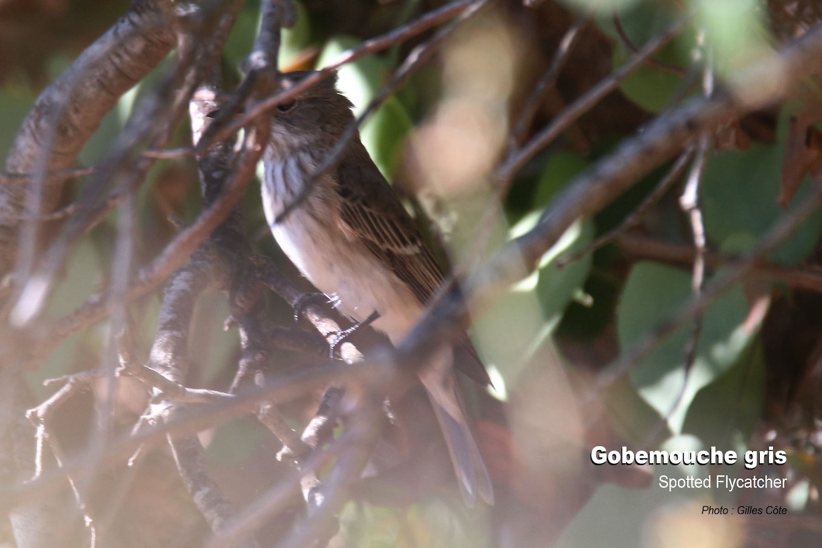 Grauschnäpper - ML642890853