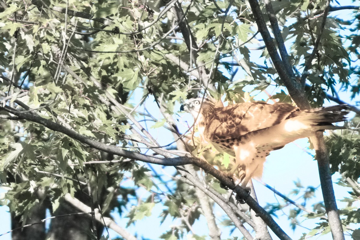 Red-tailed Hawk - ML642890857