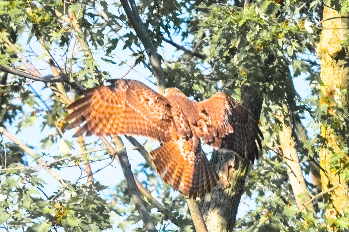Red-tailed Hawk - ML642890858