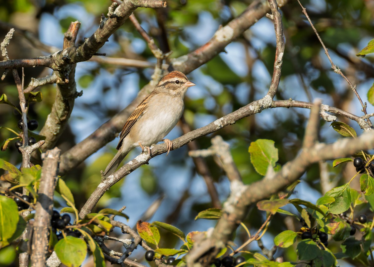 Chipping Sparrow - ML642890861