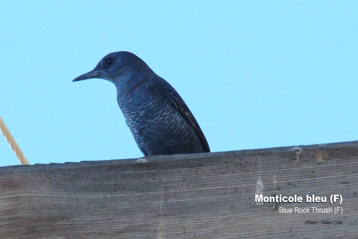 Blaumerle - ML642890863