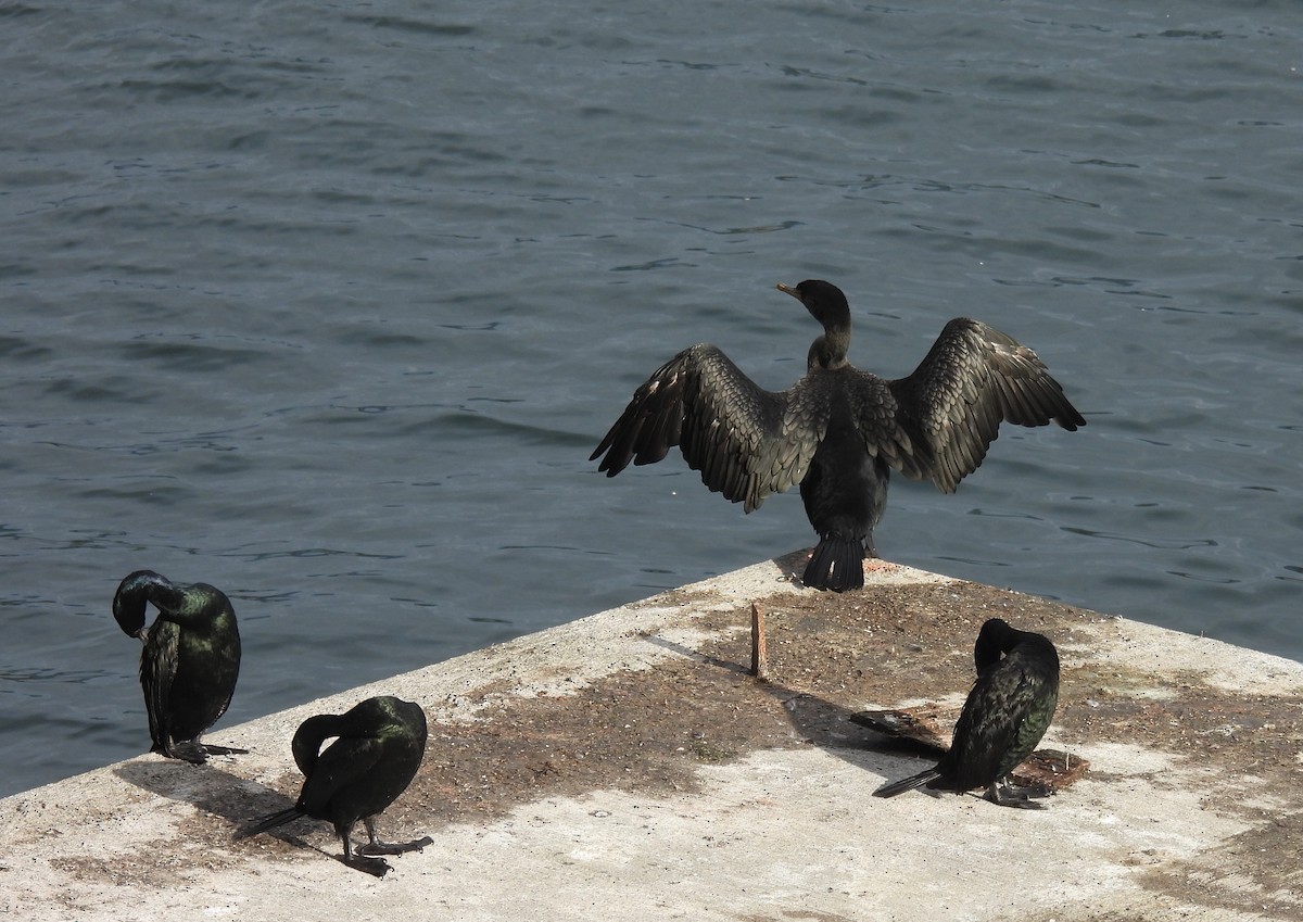 Pelagic Cormorant - ML642890865
