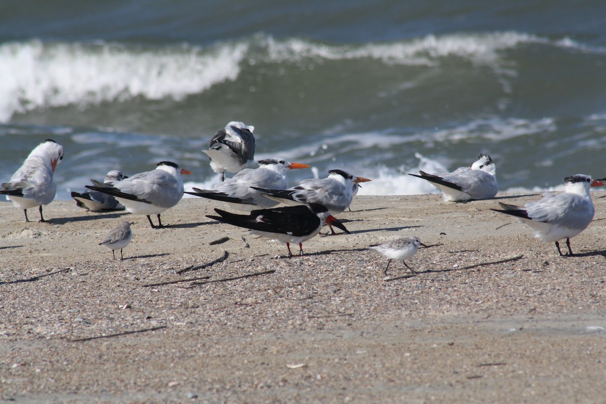 Black Skimmer - ML642890879