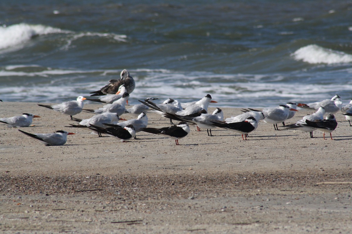 Black Skimmer - ML642890893