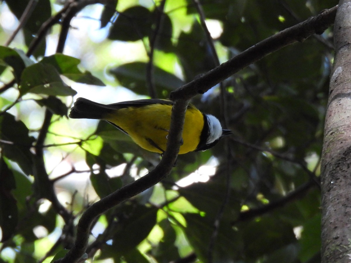 Golden Whistler - ML642890894
