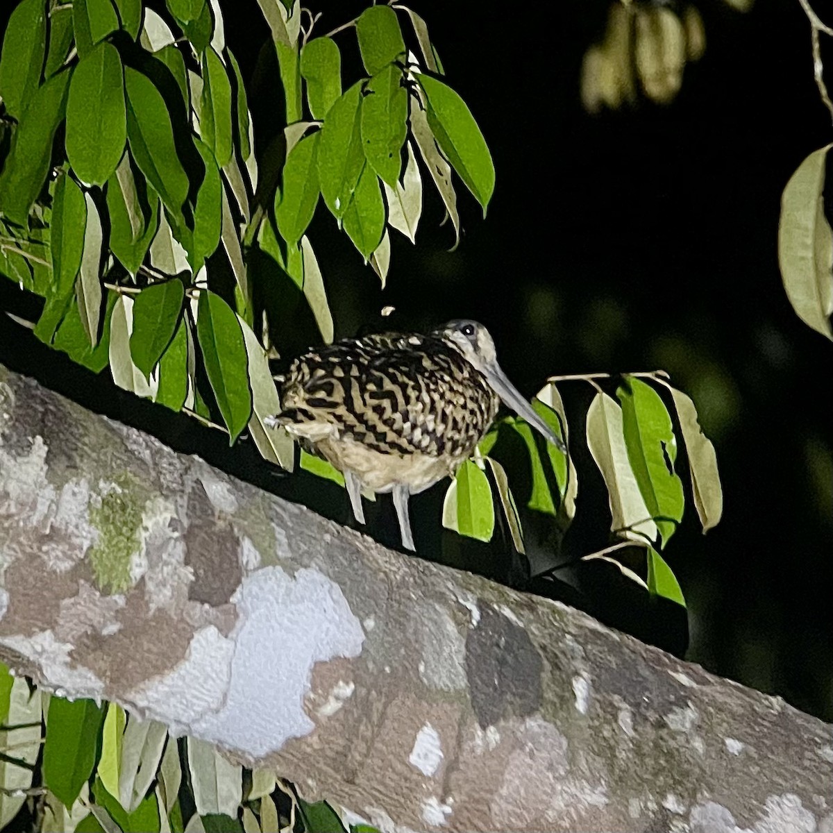 Moluccan Woodcock - ML642890895